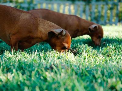 Schmidts Tivoli Atmosphäre